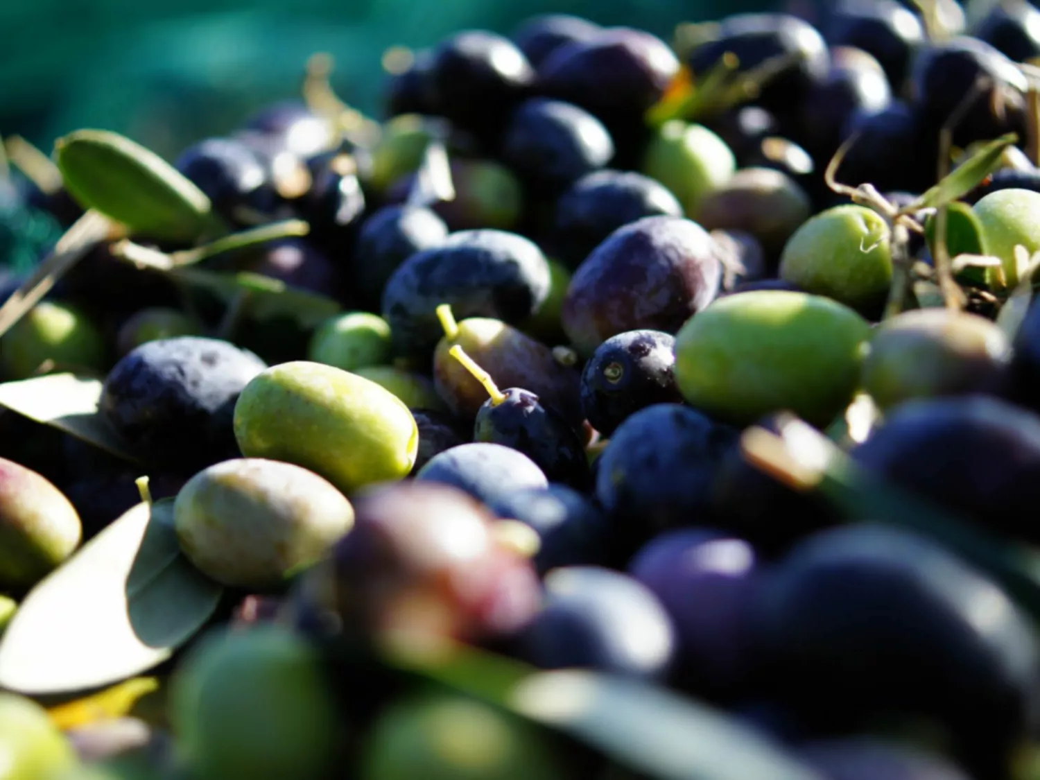 Guida alle olive per principianti: 14 varietà da scoprire