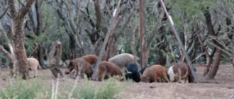 Pourquoi vous devriez manger plus de cochons sauvages dès maintenant.