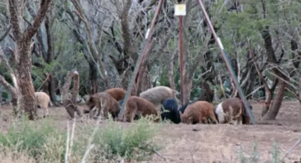 De ce ar trebui să mănânci mai mulți porci sălbatici chiar acum