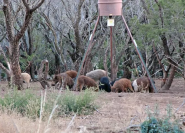 Por qué debería comer más cerdo salvaje ahora mismo